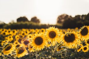 Geel zonnebloemveld